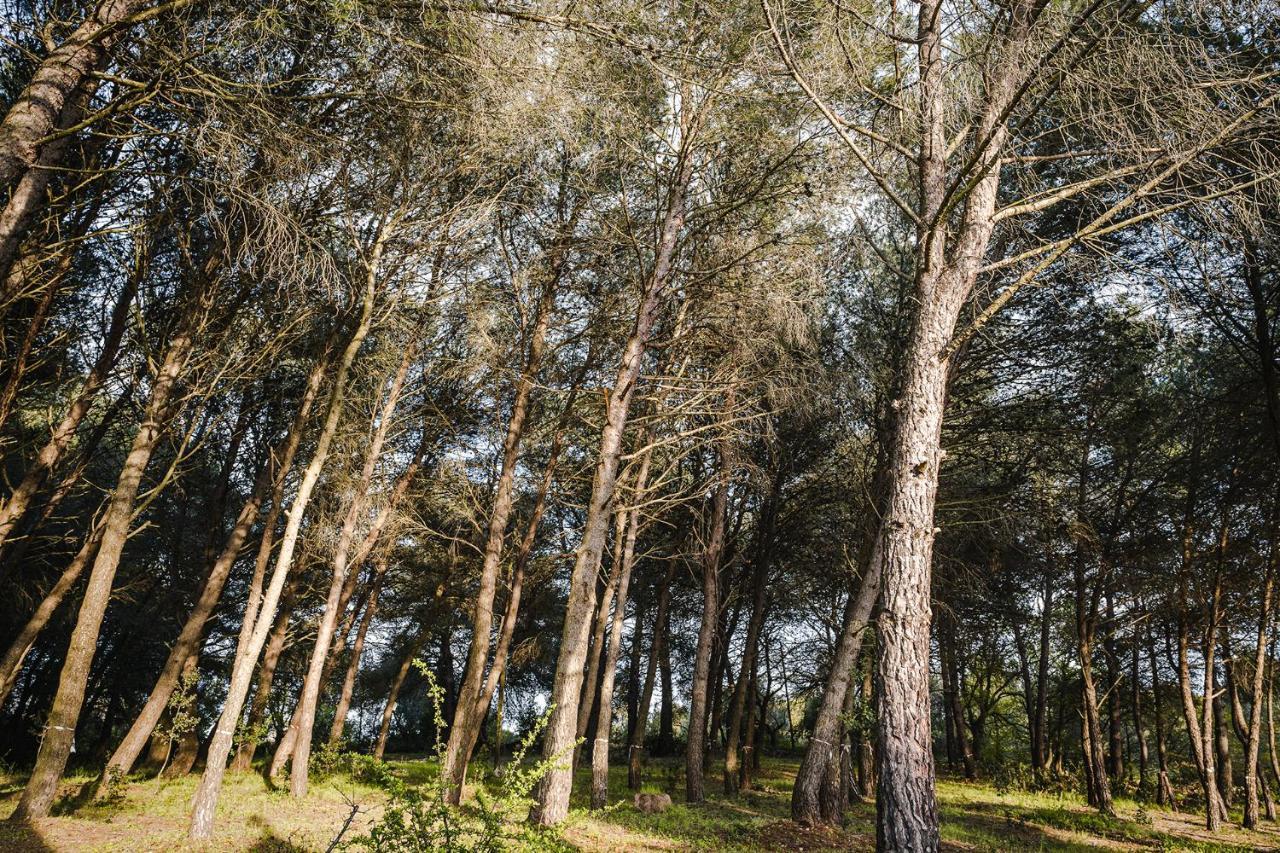 Ad Un Passo Da Cisternino - Trulli Con Foresta, Bici E Barbecue Чистернино Екстериор снимка